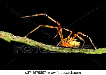 Stock Photo - Huntsman spider. Fotosearch