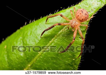 Huntsman spider View Large Photo Image Stock Photo - Huntsman spider. Fotosearch