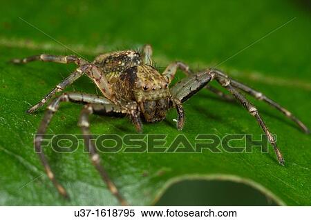 Stock Photography - Huntsman spider. Fotosearch
