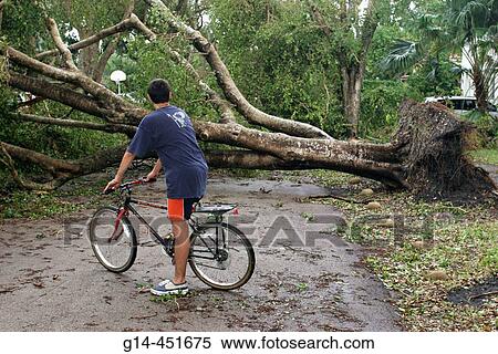 Hurricane Katrina damage, fallen tree, Hispanic male teen, bicycle, blocked neighborhood street. Coral Gables. Florida. USA. View Large Photo Image Stock Photography - Hurricane Katrina damage, fallen tree, Hispanic male teen, bicycle, blocked neighborhood street. Coral Gables. Florida. USA.. Fotosearch