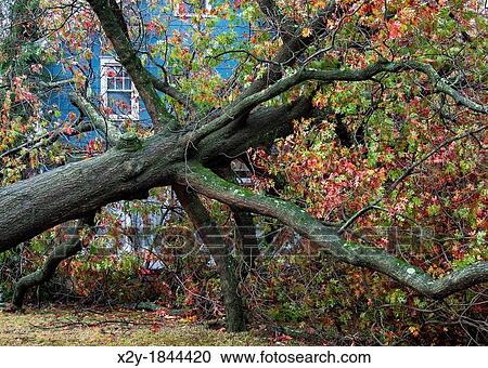 Hurricane Sandy tree damage, Moorestown, New Jersey, USA View Large Photo Image Stock Image - Hurricane Sandy tree damage, Moorestown, New Jersey, USA. Fotosearch