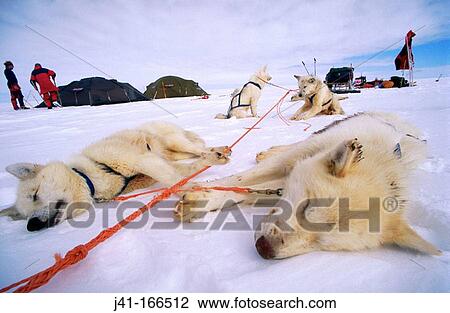 Huskies at rest. Greenland View Large Photo Image Stock Image - Huskies at rest. Greenland. Fotosearch