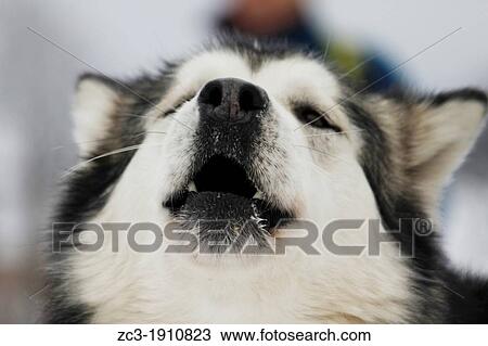 Husky, M? audre, Is? re, Rh? ne-Alpes, France View Large Photo Image Stock Image - Husky, M? audre, Is? re, Rh? ne-Alpes, France. Fotosearch