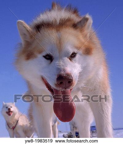 Stock Photo - Husky pulling a sled, Greenland.. Fotosearch