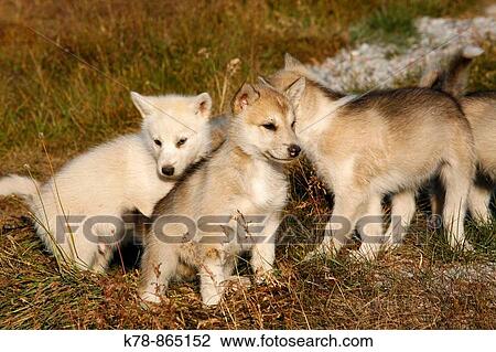Husky sled dog puppies at ilulissat, Greenalnd View Large Photo Image Stock Image - Husky sled dog puppies at ilulissat, Greenalnd. Fotosearch