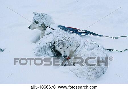 Husky, sled dogs at Baqueira Beret ski resort, Aran valley, Pla de Beret, Pyrenees, Lleida province, Catalonia, Spain View Large Photo Image Stock Photo - Husky, sled dogs at Baqueira Beret ski resort, Aran valley, Pla de Beret, Pyrenees, Lleida province, Catalonia, Spain. Fotosearch