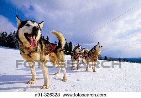 Husky sleigh dogs. Les Fourgs, Doubs. Franche-Comt?, France. View Large Photo Image Stock Photo - Husky sleigh dogs. Les Fourgs, Doubs. Franche-Comt?, France.. Fotosearch