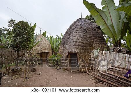 Huts of the Dorze people in the Guge Mountains of Ethiopia with groves of cooking banana, enset. Africa, East Africa, Ethiopia, February 2010 View Large Photo Image Stock Image - Huts of the Dorze people in the Guge Mountains of Ethiopia with groves of cooking banana, enset. Africa, East Africa, Ethiopia, February 2010. Fotosearch