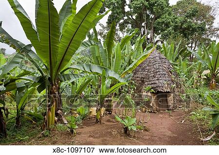 Huts of the Dorze people in the Guge Mountains of Ethiopia with groves of cooking banana, enset. Africa, East Africa, Ethiopia, February 2010 View Large Photo Image Stock Photo - Huts of the Dorze people in the Guge Mountains of Ethiopia with groves of cooking banana, enset. Africa, East Africa, Ethiopia, February 2010. Fotosearch