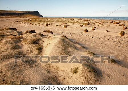 Hvallatur beach, Western Fjord, Iceland View Large Photo Image Stock Photograph - Hvallatur beach, Western Fjord, Iceland. Fotosearch