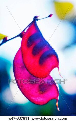 Stock Image - Hyacinth Bean Pods. Lablab Bean. Dolichos lablab. October 2006, Maryland, USA. Fotosearch