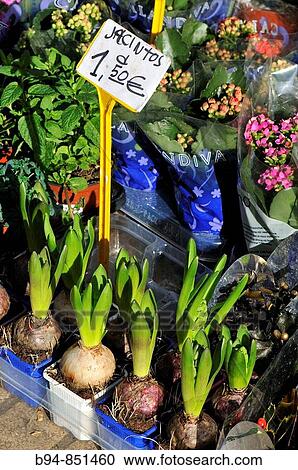 Hyacinth bulbs. Rambla, Barcelona, Catalonia, Spain View Large Photo Image Stock Image - Hyacinth bulbs. Rambla, Barcelona, Catalonia, Spain. Fotosearch