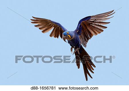 Hyacinth Macaw (Anodorhynchus hyacinthinus), Pantanal area, Mato Grosso, Brazil View Large Photo Image Stock Image - Hyacinth Macaw (Anodorhynchus hyacinthinus), Pantanal area, Mato Grosso, Brazil. Fotosearch