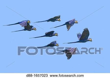 Hyacinth Macaw (Anodorhynchus hyacinthinus), Pantanal area, Mato Grosso, Brazil View Large Photo Image Stock Image - Hyacinth Macaw (Anodorhynchus hyacinthinus), Pantanal area, Mato Grosso, Brazil. Fotosearch