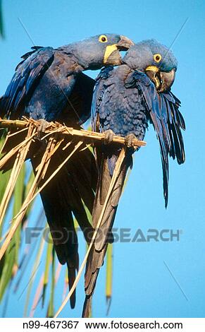 Stock Photo - Hyacinth macaw (Anodrohynchus hyacinthinus), couple perching on a acuri palmtree. Courtship. Gestures of love and tenderness. Pantanal, near Porto Joffre. Mato Grosso. Brazil.. Fotosearch
