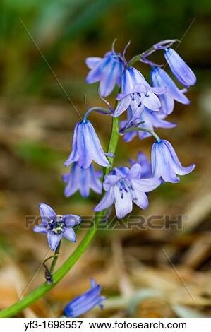 Hyacinthus orientalis, Hyacinth. View Large Photo Image Stock Photo - Hyacinthus orientalis, Hyacinth.. Fotosearch