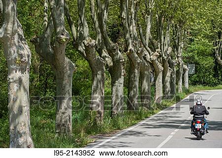 Hybrid planes (platanus hybrida) along a secondary road with passing motorcycle, Spain. View Large Photo Image Stock Image - Hybrid planes (platanus hybrida) along a secondary road with passing motorcycle, Spain.. Fotosearch