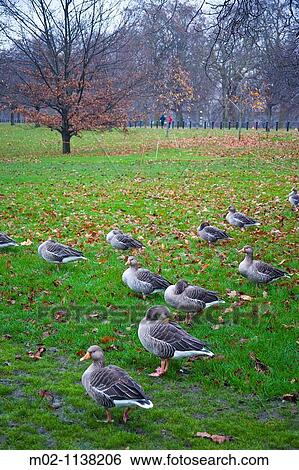 Stock Photograph - Hyde Park at London, United Kingdom, Great Britain, Europe. Fotosearch