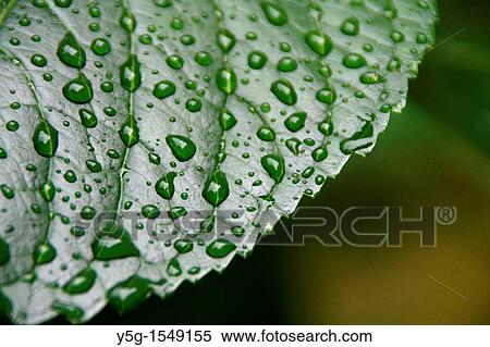hydrangea close up detail rain water drops on green leaf plant in garden View Large Photo Image Stock Photography - hydrangea close up detail rain water drops on green leaf plant in garden. Fotosearch