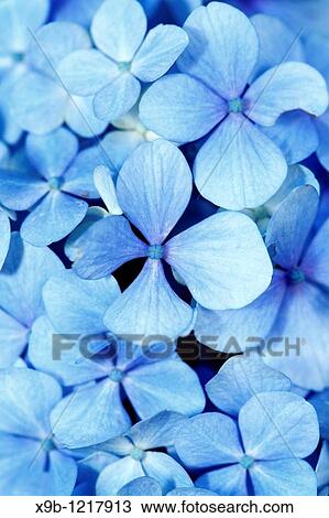 Hydrangea closeup View Large Photo Image Stock Image - Hydrangea closeup. Fotosearch