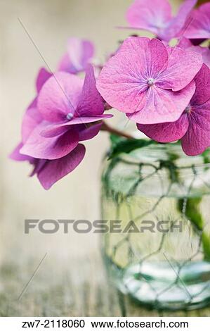 Hydrangea flower in a glass vase on a weathered wooden table. View Large Photo Image Stock Image - Hydrangea flower in a glass vase on a weathered wooden table.. Fotosearch