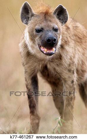 Stock Photo - Hyena (Crocuta crocuta). Masai Mara Game Reserve. Kenya. Fotosearch