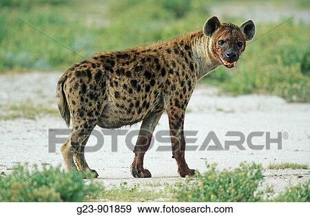 Stock Photo - Hyena, Etosha National Park, Namibia. Fotosearch