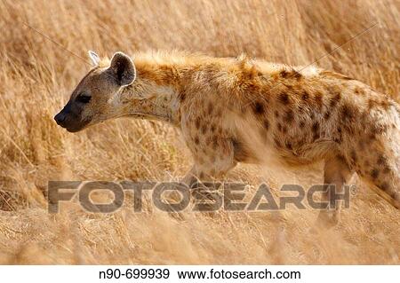 Stock Photo - Hyena. Fotosearch