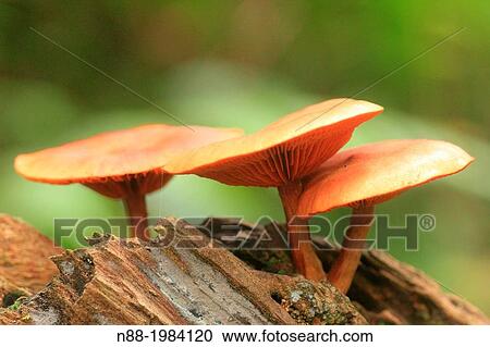 Stock Image - Hygrocybe mushroom fungi, San Eusebio Cloud Forest, Mrida, Venezuela. Fotosearch