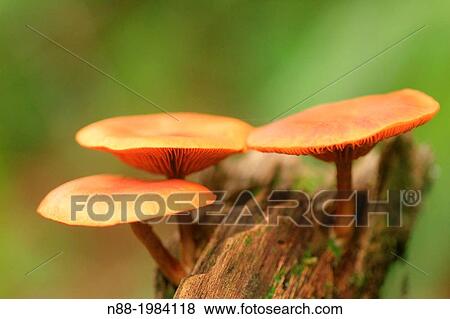 Stock Photo - Hygrocybe mushroom fungi, San Eusebio Cloud Forest, Mrida, Venezuela. Fotosearch