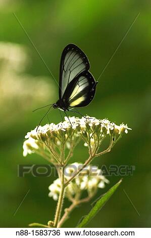 Stock Photograph - Hypothyris antea atagalpa, butterfly, cloudy forest, Altos de Pipe, Venezuela. Fotosearch