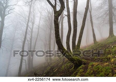 Ibaeta forest at Roncesvalles pass form spanish area frontier with France. View Large Photo Image Picture - Ibaeta forest at Roncesvalles pass form spanish area frontier with France.. Fotosearch