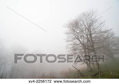 Ibaeta forest at Roncesvalles pass form spanish area frontier with France. View Large Photo Image Stock Image - Ibaeta forest at Roncesvalles pass form spanish area frontier with France.. Fotosearch