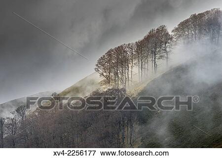 Ibaeta forest at Roncesvalles pass form spanish area frontier with France. View Large Photo Image Stock Photo - Ibaeta forest at Roncesvalles pass form spanish area frontier with France.. Fotosearch