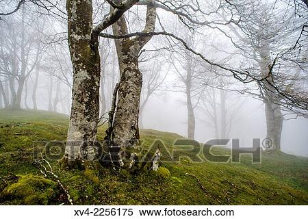 Ibaeta forest at Roncesvalles pass form spanish area frontier with France. View Large Photo Image Stock Photography - Ibaeta forest at Roncesvalles pass form spanish area frontier with France.. Fotosearch