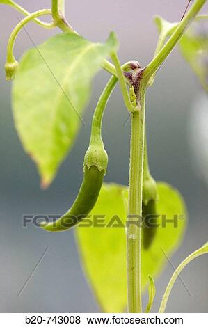 Ibarra chilli peppers, Basque Country, Spain View Large Photo Image Stock Photo - Ibarra chilli peppers, Basque Country, Spain. Fotosearch