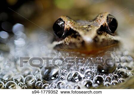 Iberian frog Rana iberica in a pond of Mouruas, Orense, Spain View Large Photo Image Stock Image - Iberian frog Rana iberica in a pond of Mouruas, Orense, Spain. Fotosearch