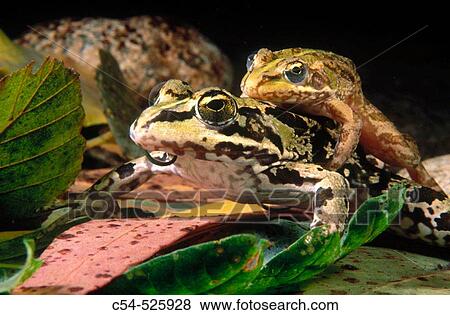 Iberian Frog (Rana perezi) mating. Galicia, Spain View Large Photo Image Stock Photo - Iberian Frog (Rana perezi) mating. Galicia, Spain. Fotosearch