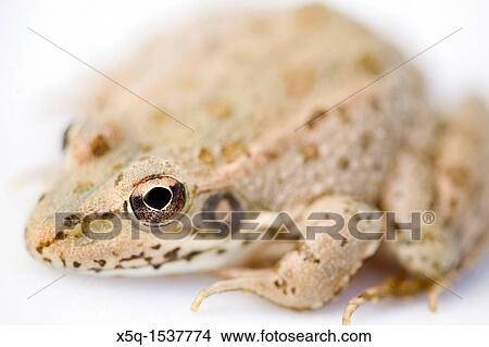 Iberian green frog belonging to the species Rana perezi View Large Photo Image Picture - Iberian green frog belonging to the species Rana perezi. Fotosearch