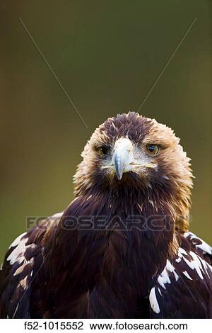Iberian Imperial Eagle. Aquila adalberti. View Large Photo Image Stock Image - Iberian Imperial Eagle. Aquila adalberti.. Fotosearch