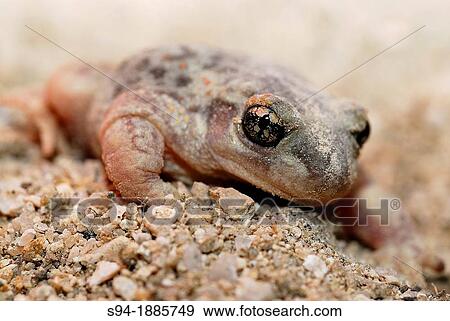 Iberian midwife toad Alytes cisternasii near a pond of Valdemanco, Madrid, Spain View Large Photo Image Stock Photo - Iberian midwife toad Alytes cisternasii near a pond of Valdemanco, Madrid, Spain. Fotosearch