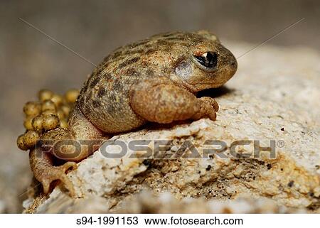 Iberian midwife toad (Alytes cisternasii) with eggs in Valdemanco, Madrid, Spain. View Large Photo Image Stock Image - Iberian midwife toad (Alytes cisternasii) with eggs in Valdemanco, Madrid, Spain.. Fotosearch