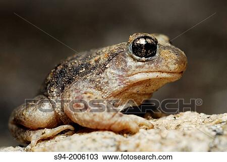 Iberian midwife toad (Alytes cisternasii) in Valdemanco, Madrid, Spain. View Large Photo Image Stock Image - Iberian midwife toad (Alytes cisternasii) in Valdemanco, Madrid, Spain.. Fotosearch