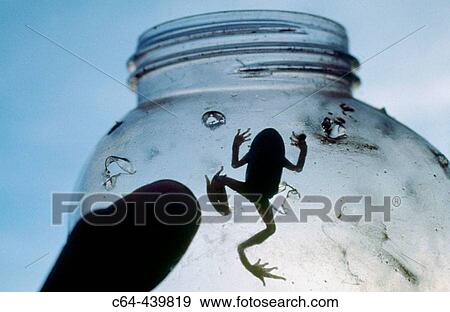Stock Photo - Iberian midwife toad (Alytes cisternasii), Sierra de Tramuntana, Balearic Islands, Spain. Fotosearch