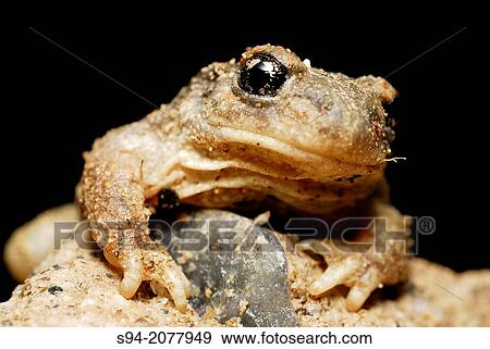 Stock Photo - Iberian midwife toad (Alytes cisternasii) in a pond of Valdemanco, Madrid, Spain.. Fotosearch