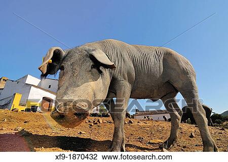 Iberian pig Pata Negra CBceres province Extremadura Spain View Large Photo Image Stock Image - Iberian pig Pata Negra CBceres province Extremadura Spain. Fotosearch