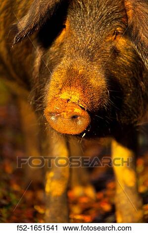IBERIAN PIG, Sierra de Aracena Natural Park, Huelva, Andalucia, Spain, Europe View Large Photo Image Stock Image - IBERIAN PIG, Sierra de Aracena Natural Park, Huelva, Andalucia, Spain, Europe. Fotosearch