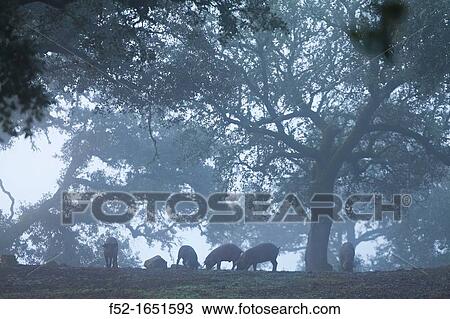 IBERIAN PIG, Sierra de Aracena Natural Park, Huelva, Andalucia, Spain, Europe View Large Photo Image Stock Image - IBERIAN PIG, Sierra de Aracena Natural Park, Huelva, Andalucia, Spain, Europe. Fotosearch