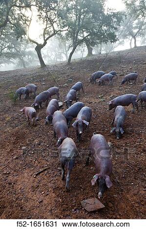 IBERIAN PIG, Sierra de Aracena Natural Park, Huelva, Andalucia, Spain, Europe View Large Photo Image Stock Image - IBERIAN PIG, Sierra de Aracena Natural Park, Huelva, Andalucia, Spain, Europe. Fotosearch