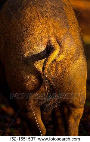 Stock Photo - IBERIAN PIG, Sierra de Aracena Natural Park, Huelva, Andalucia, Spain, Europe. Fotosearch